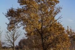 MG_3627-N