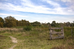 MG_1470-den