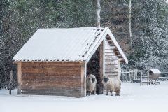 Winter2026-24