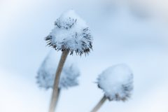 Winter2026-25