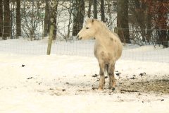 Winter-15